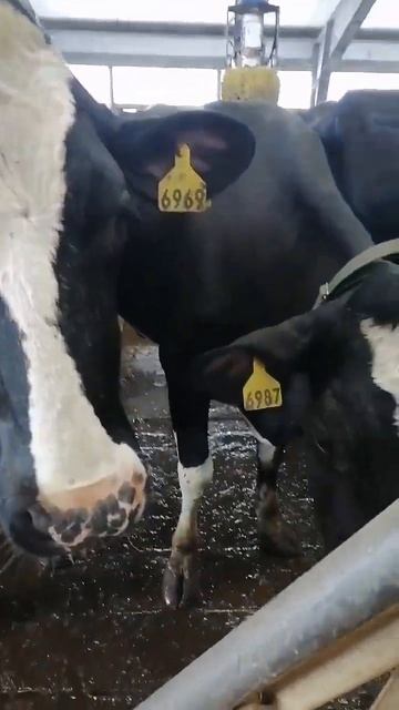 Коровы на ферме. Коровы любят щетку. Щетка для коров. Содержание КРС. Крупный рогатый скот. Сельхоз смотреть онлайн