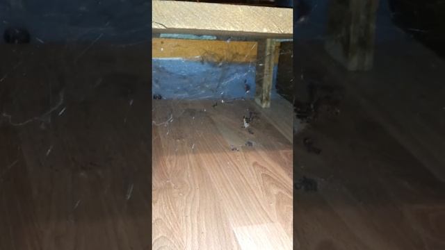 Spider vs. centipede смотреть онлайн