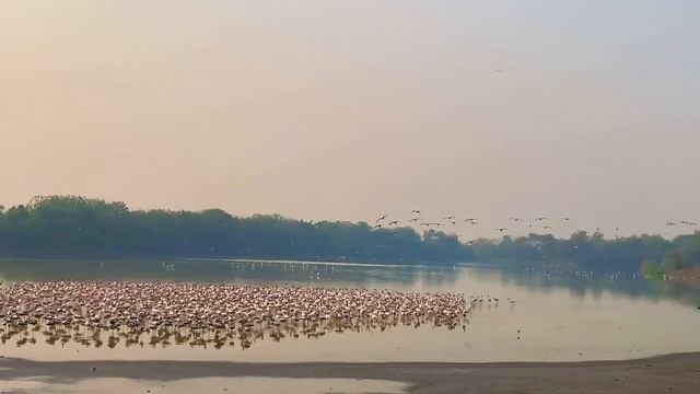 Pink Flamingos 🦩 In Navi Mumbai, India (Migratory Birds)