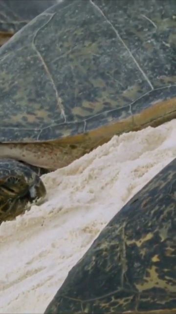 Черепаха Зелёная_Turtle Green #shorts смотреть онлайн