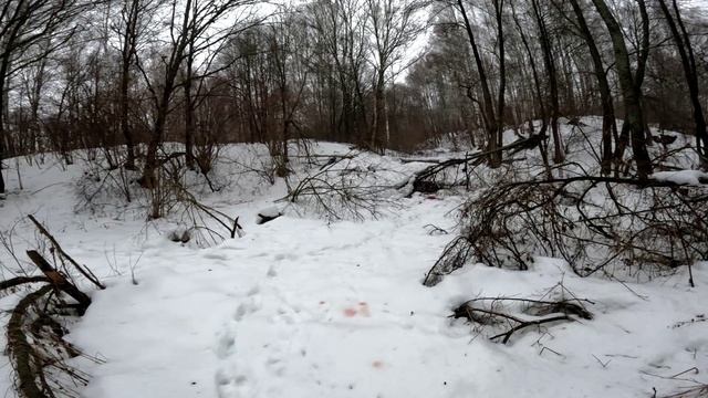 Волк пришел но на фотоловушку не попал смотреть онлайн