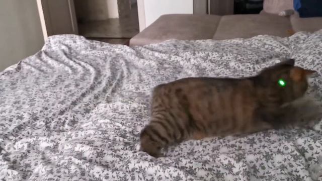 Разминка для кота смотреть онлайн