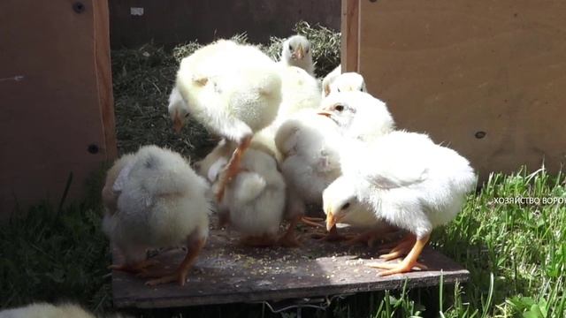 Цыплёнок в брудере пробежался по спине собрату смотреть онлайн