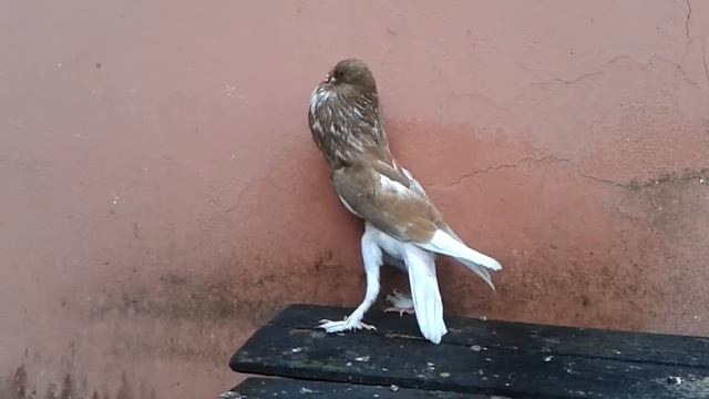 English Pouter смотреть онлайн