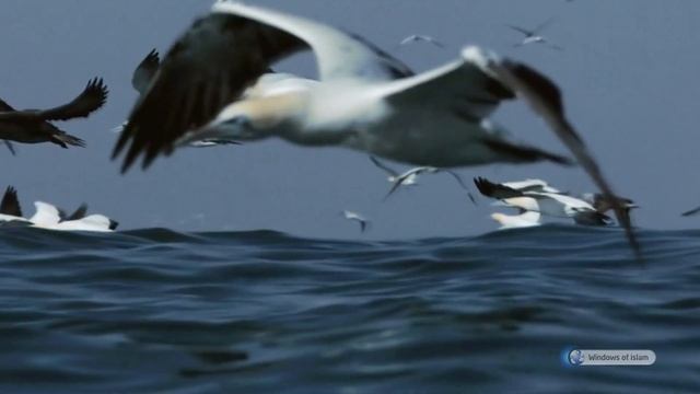 MIRACLES OF CREATION # ANIMALS # MAGNIFICENT HUNTER! “GANNET” смотреть онлайн