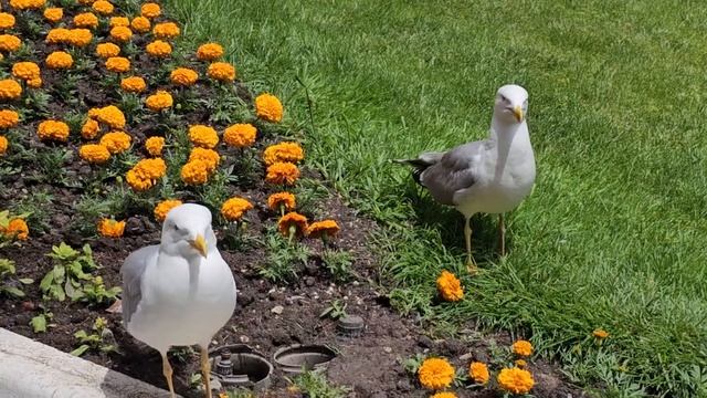 Крым. Чайки в парке Айвазовского. смотреть онлайн