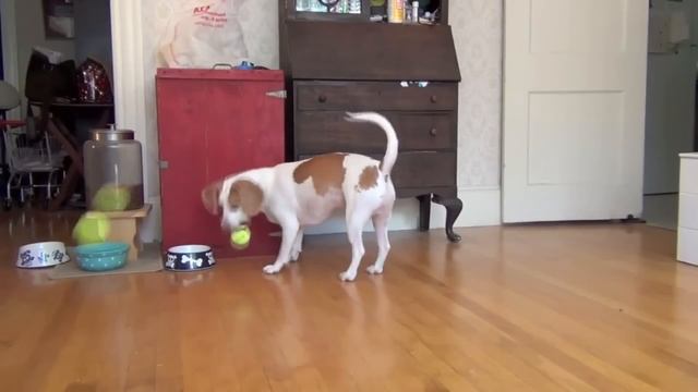 Best coub 40 Смешное видео смотреть онлайн