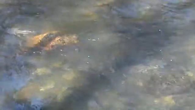 skobalj mrest,lopatnica bogutovac 20.03.2014 (4-deo) смотреть онлайн