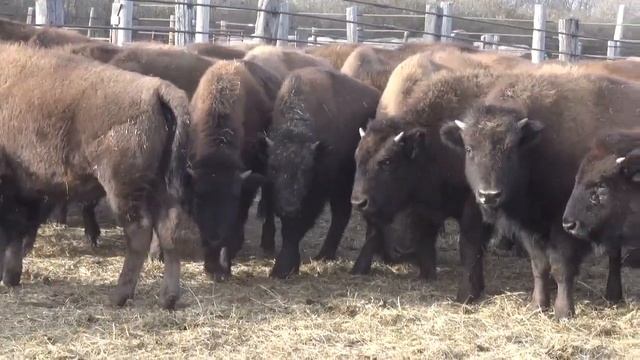 Coyote Trail Buffalo Ranch Heifer Calves смотреть онлайн