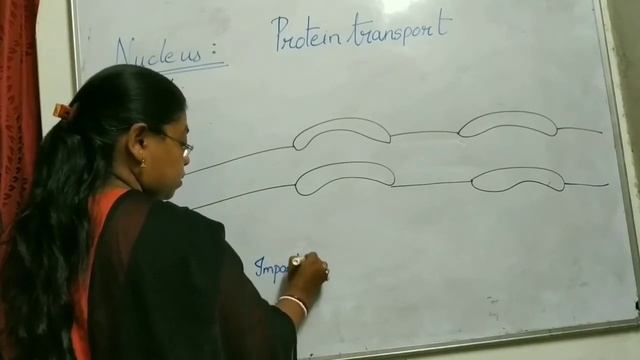 PROTEIN TRANSPORT NUCLEUS CELL BIOLOGY LIFE SCIENCE смотреть онлайн