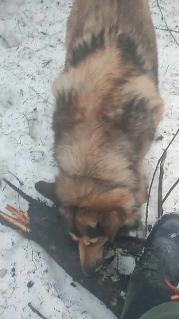 Сссобака жадная))) смотреть онлайн