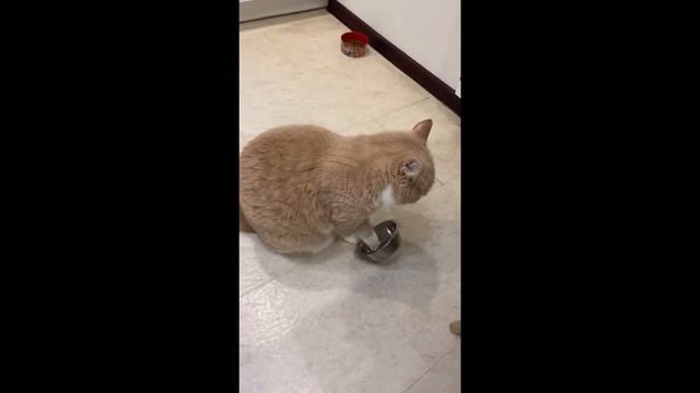 Кот просит еду! смотреть онлайн