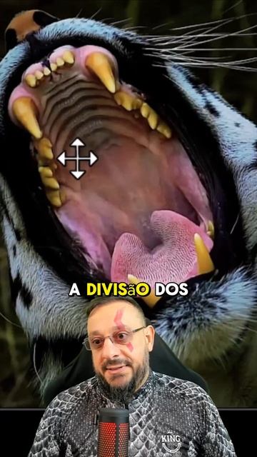 Bocarra do tigre, dentaria extrema смотреть онлайн