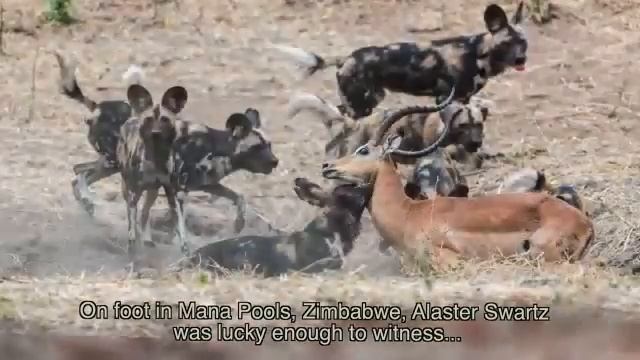 Veld Focus- The Power of Nature смотреть онлайн
