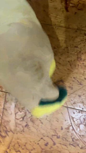 https://bit.ly/3Q7XpRS ensuring a clean and healthy floor. смотреть онлайн