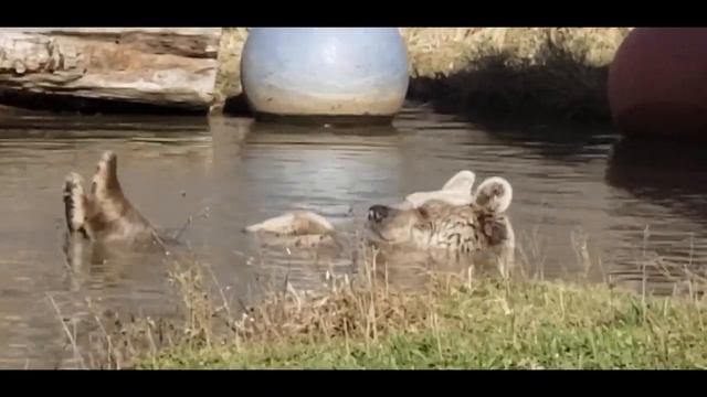 A little bit of bear escapades from Jenny and Sonya. смотреть онлайн