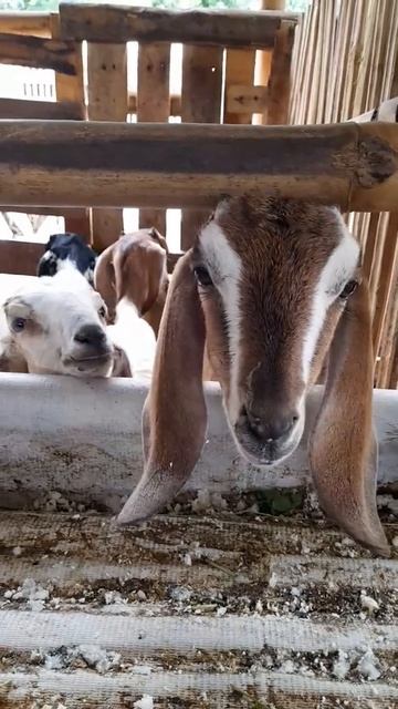 kambing temenan kucing bete#short смотреть онлайн