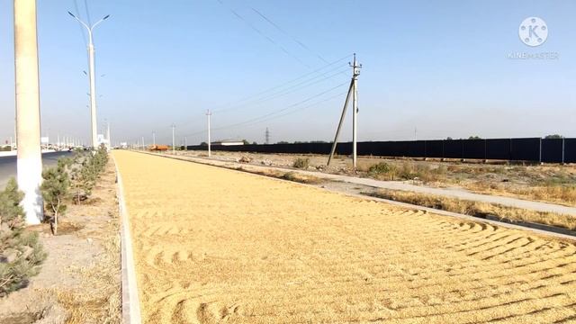 #сушкарисаикукурузы прям на дороге смотреть онлайн