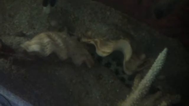 How to convince a new Echidna Nebulosa to start eating смотреть онлайн