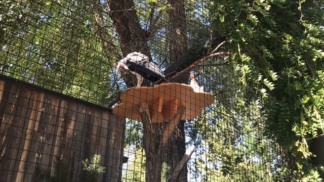 Tracy Aviary, Salt Lake City смотреть онлайн