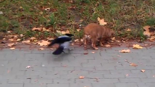 Ворона унижает собаку... смотреть онлайн