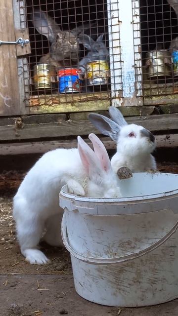 зайцы кролики пьют воду из ведра смотреть онлайн