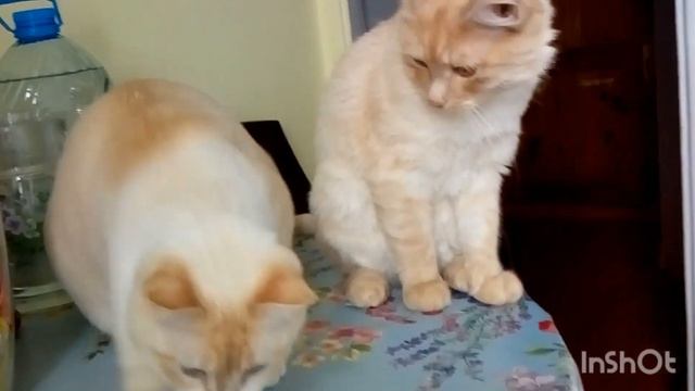 Кот Саша на хозяйстве.Не кот ,а кенгуру . Жировой фартук #cat #catlover #shortvideo смотреть онлайн