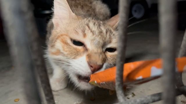THIS CAT IS TOO HUNGRY! Night Feeding Stray Cats in Singapore Changi смотреть онлайн