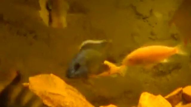 mis Placidochromis electra y Labeotropheus trewavasae смотреть онлайн