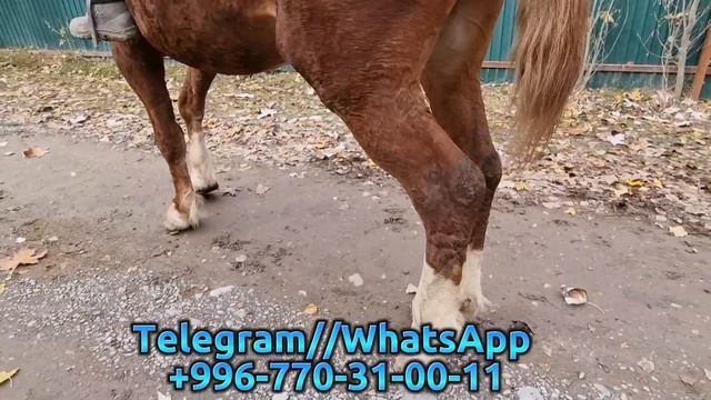 Россиядан Келген Ат Дыйкандан.7 ноября 2022 г. смотреть онлайн