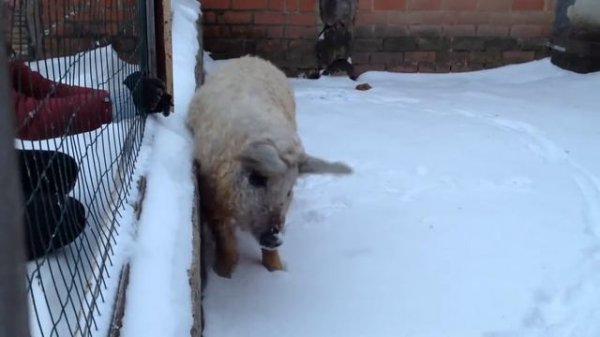 Венгерская Мангалица. Хряк 8 месяцев