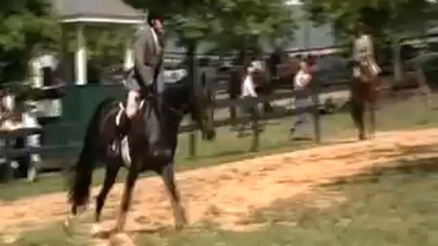 Romantic Star Elite Class I Hanoverian Stallion смотреть онлайн