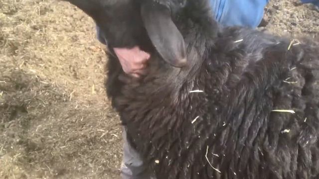 Гиссарский баран по кличке РЕМБО ! Годовичок! смотреть онлайн