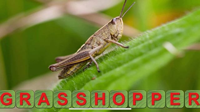 Learn to read and save the animals! смотреть онлайн