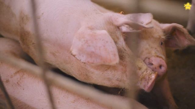 Найди животное. Домашние животные для самых маленьких. смотреть онлайн