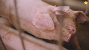 Найди животное. Домашние животные для самых маленьких.