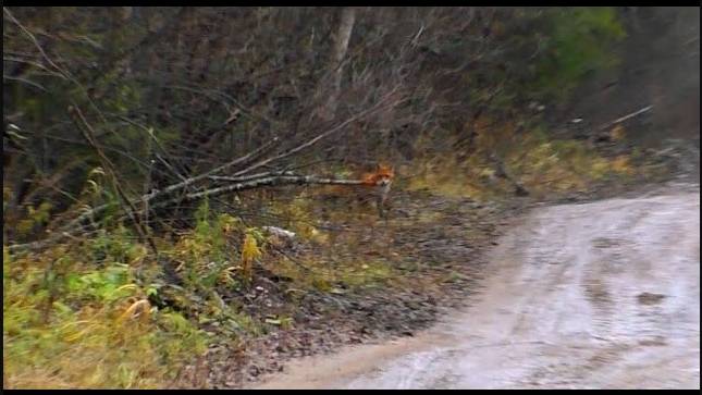 ОХОТИЛИСЬ НА ЗАЙЦА, А ОКАЗАЛАСЬ ЛИСА.Русская гончая Аргон вл. Шатров В.А.#охотасгончей#топ#hunting смотреть онлайн