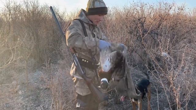 Қырғауыл ату. Достарыммен аншылыққа шықтым. Охота на фазана @azamatgs смотреть онлайн