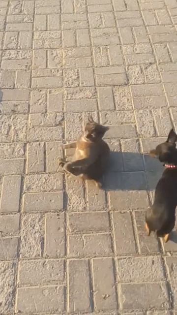 Сторожевая собака рвет катэ смотреть онлайн