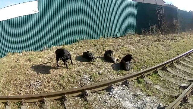 косяк тележки смотреть онлайн