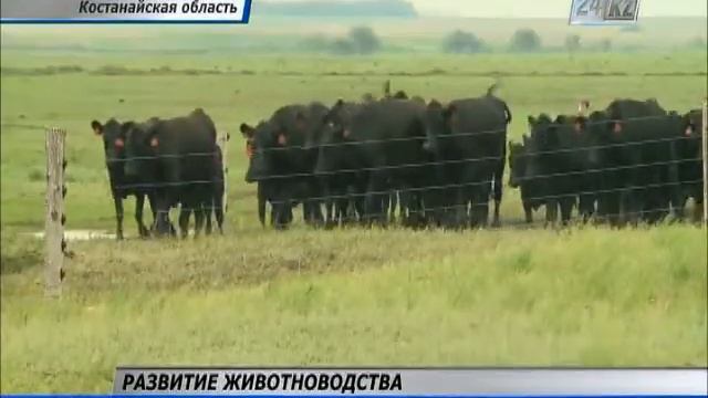 Австралиец поможет казахстанским фермерам в разведении привезенных буренок смотреть онлайн