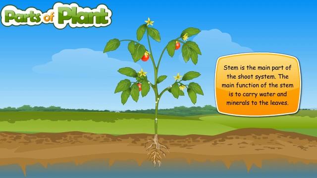 Parts of Plant | Different parts of plants | Parts of plant and their function смотреть онлайн