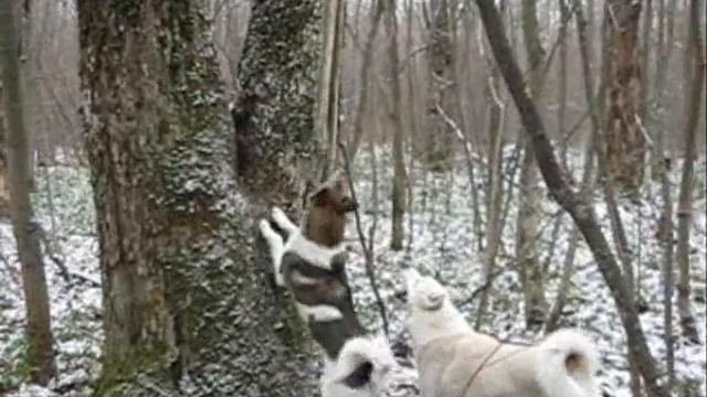 охота за куницей смотреть онлайн