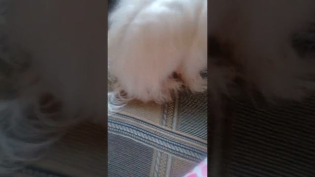 Как нужно сушить собаку смотреть онлайн