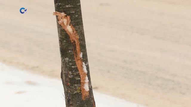 Снегоуборочная техника повредила деревья, высаженные вдоль главной улицы Петрозаводска смотреть онлайн