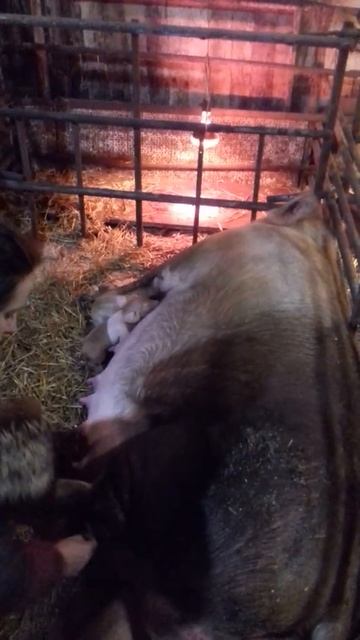 Опорос свиноматки КНОПЫ смотреть онлайн