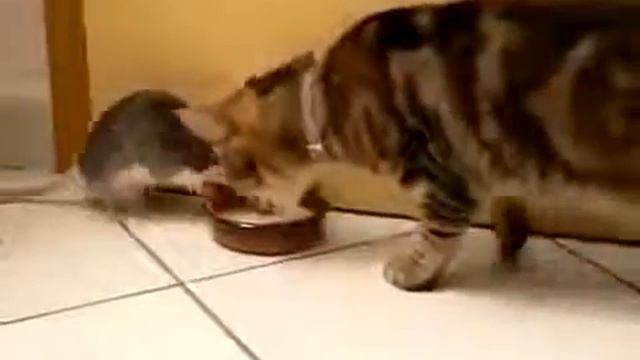 вот это кот смотреть онлайн