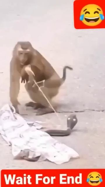 monkey 🐵 vs snake 🐍 pranks #shorts #comedy #prank смотреть онлайн