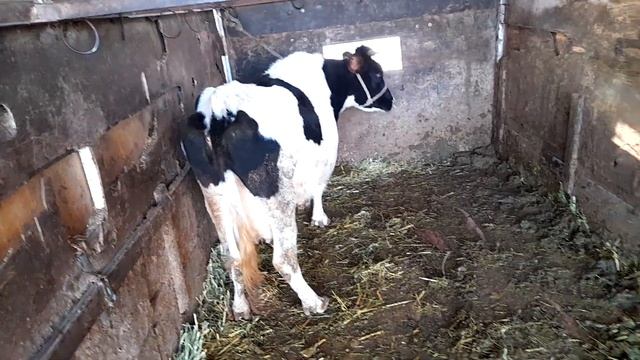 БУКАХОИ КАЛОН ГОВОИ ШИРТЕ САВДО ЩИД СЕШАНБЕ БОЗОРИ Ш.ВАХДАТ смотреть онлайн