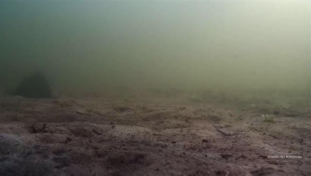 На глубине 2 метра . Подводные съёмки. Озеро Шейно смотреть онлайн